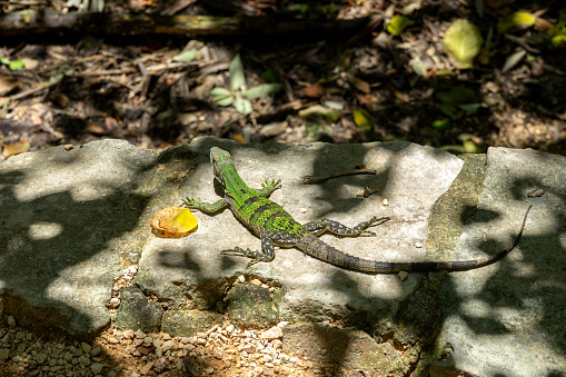 Beautiful Iguana Up Close in Nature