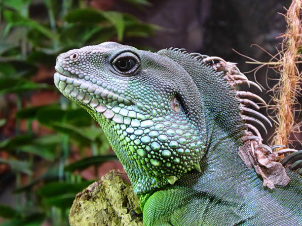 iguana stock photo