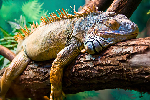 Galapagos land iguana is endemic to the Galápagos Islands, Ecuador.