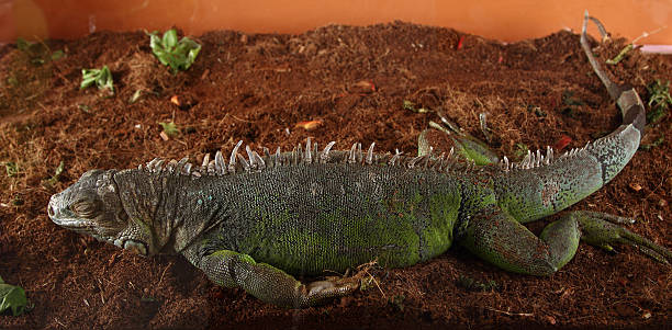 Iguana sleeping stock photo