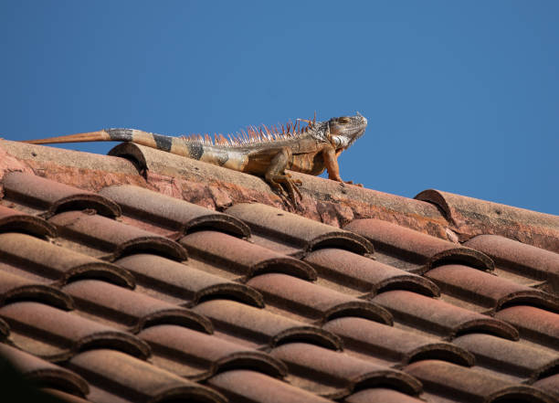 Iguana Sunning of Top of Barrel Tiled Roof stock photo