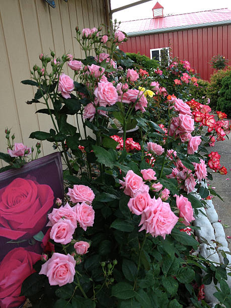 'Illinois Floribunda Rose Garden' stock photo