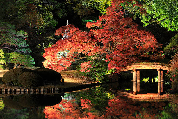 illuminated Japanese garden Japanese garden in the night. japanese maple stock pictures, royalty-free photos & images