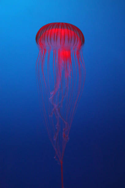Illuminated red jellyfish on blue background stock photo