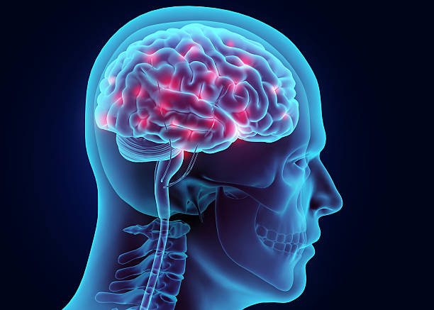 3D illustration brain nervous system active. stock photo
