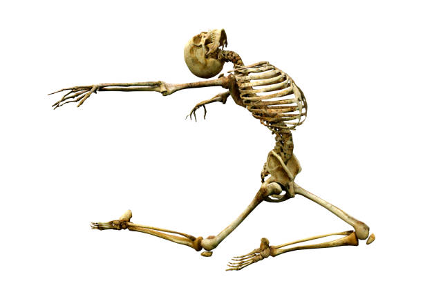 3D illustration human skeleton on white stock photo