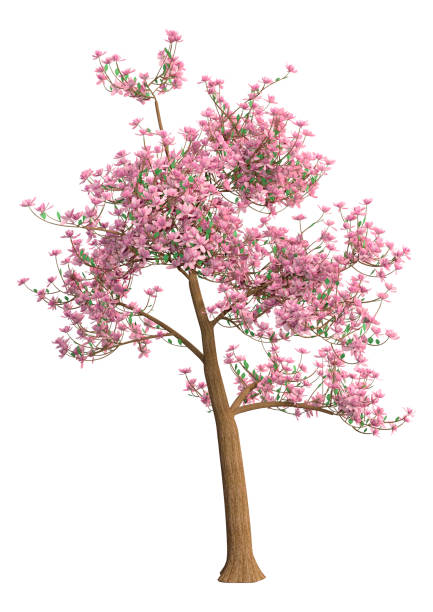 3D illustration magnolia tree on white stock photo