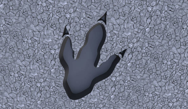 T Rex Footprint Stock Photos, Pictures & Royalty-Free Images - iStock