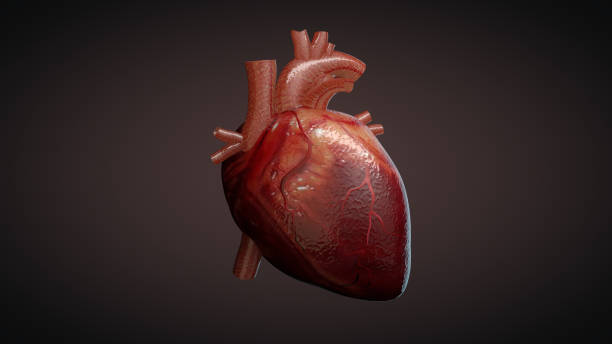 3D illustration of a human heart 3D illustration of a human heart human heart stock pictures, royalty-free photos & images