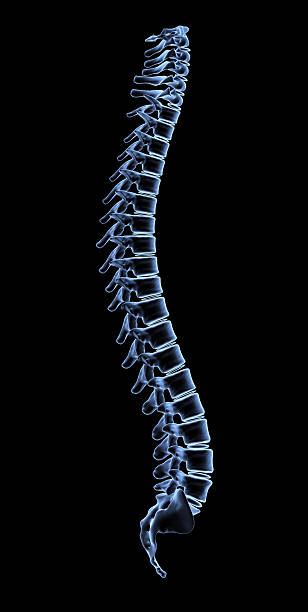 Illustration of a spinal cord isolated on black stock photo