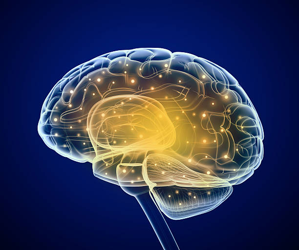 Illustration of brain with areas lit up stock photo