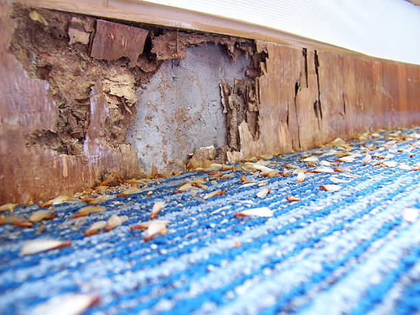 Illustration of damages caused by pests Termite infestation: Wooden panel eaten up by termites. Termites lying dead on the floor. termite damage stock pictures, royalty-free photos & images