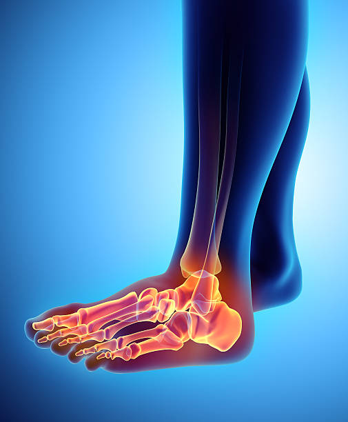 3D illustration of Foot Skeleton, medical concept. 3D illustration of Foot Skeleton - Part of Human Skeleton. human toe stock pictures, royalty-free photos & images
