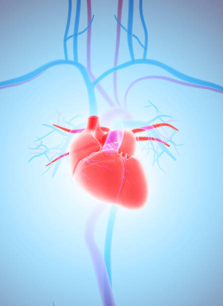 3D illustration of Heart, medical concept. stock photo