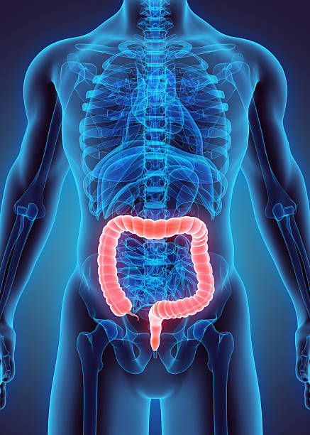 3D illustration of Large Intestine. 3D illustration of Large Intestine, Part of Digestive System. colon stock pictures, royalty-free photos & images