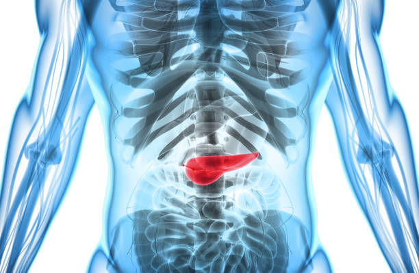 3D illustration of Pancreas - part of digestive system. stock photo