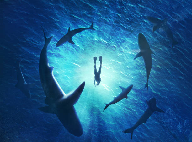 Illustration of sharks forming a circle under a man in water Illustration of sharks forming a circle under a man in water shark stock pictures, royalty-free photos & images