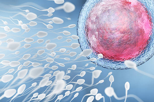 Illustration of sperm and egg cell stock photo