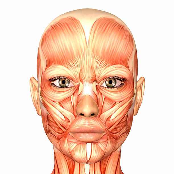 illustration of the anatomy of a female human face - muskel bildbanksfoton och bilder
