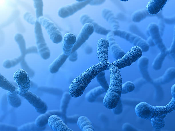 3D illustration of X Chromosomes Genetics background. 3D render. chromosome stock pictures, royalty-free photos & images