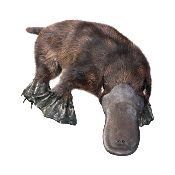 3D illustration platypus on white stock photo