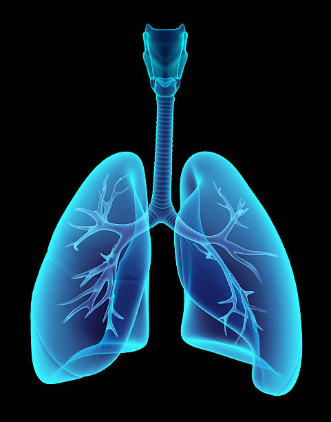 3D illustration X-ray transparent lungs. stock photo