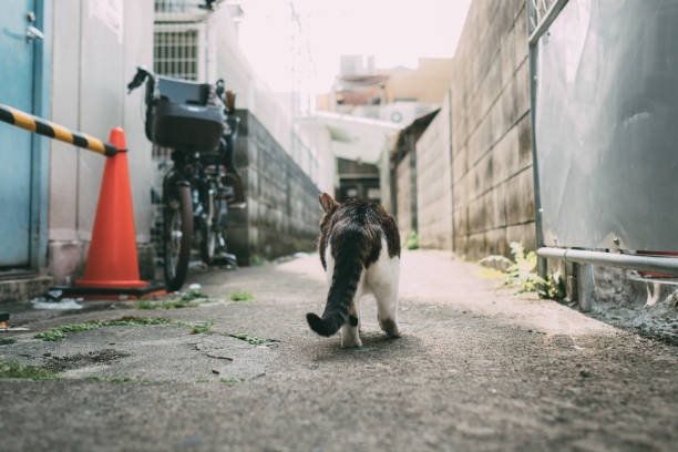 Image of a cat in the back alley of Japan stock photo