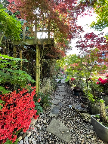 Stock photo showing red and pink flowering azalea shrubs and a Japanese maple (Acer palmatum) in a flower bed located under a wooden tree walkway in a Springtime Japanese-style garden.