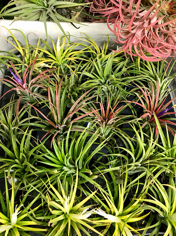 Stock photo showing air plants growing without soil and roots in a white trough. Popular as houseplants the species Tillandsia need misting to survive.