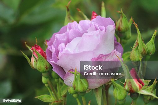 istock Image of blue, purple lilac rose flowers and flowerbuds, standard / floribunda bush rose plant growing in summer garden border with various flowering herbaceous plants, blooms, petals against blurred green gardening background, variety Rosa Blue For You 1149405096