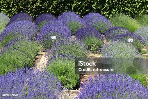 istock Image of clipped flowering lavender plants in garden with purple-flowers 489115950