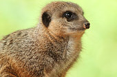 istock Image of close-up of meerkat head / body, isolated against blurred-background 493332174