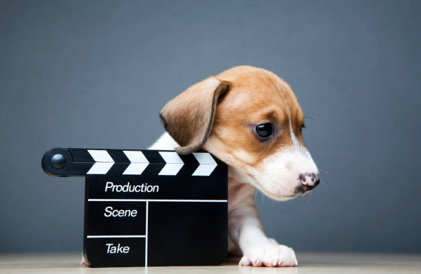 image of dog clapper board dark background image of dog clapper board dark background dog actor stock pictures, royalty-free photos & images