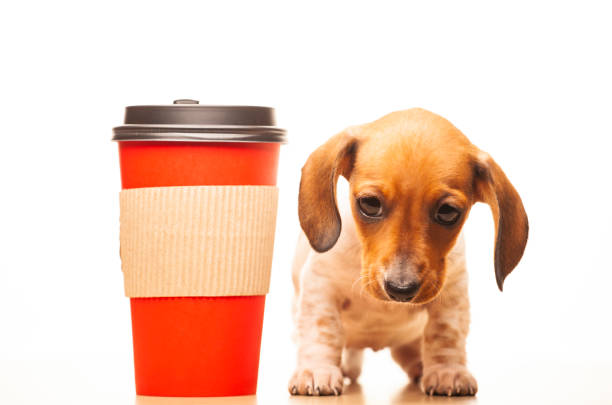 Weiner dog coffee sleeve dachshund coffee sleeve coffee cozy