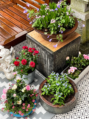 Stock photo showing marguerite daises (Argyranthemum frutescens), pink Saxifrage (Saxifraga) and miniature roses (Rosa) growing in flower pots on plastic, patterned patio rug.