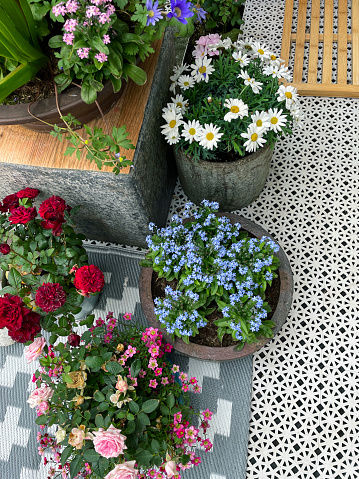 Stock photo showing elevated view marguerite daises (Argyranthemum frutescens), pink Saxifrage (Saxifraga) and miniature roses (Rosa) growing in flower pots on plastic, patterned patio rug.
