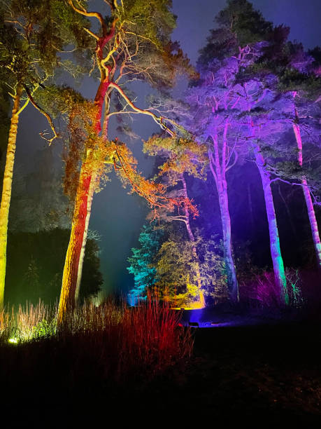 Image of illuminated woodland trail in arboretum, specimen conifer on a winter's night, purple, yellow and turquoise floodlights stock photo