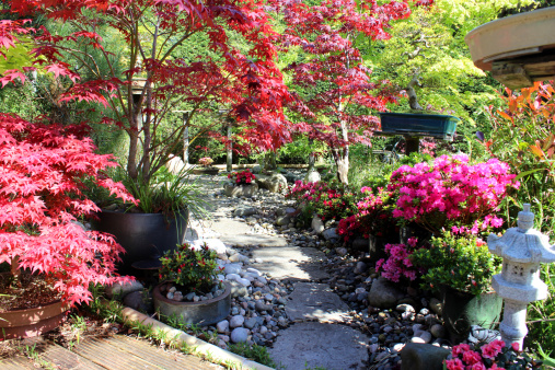 Photo showing a small, landscaped Japanese garden with many oriental elements.  These include a selection of different varieties of Japanese maple (acer palmatum - red, green, yellow and dissected), bonsai trees, granite lanterns, bamboo, a koi pond, stepping stones and clipped azaleas (rhododendrons).  Wooden decking has been used to create a patio area for eating outside.
