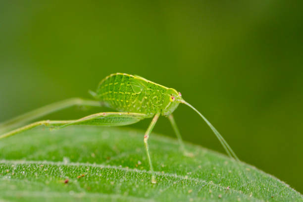 Image of Katydid Nymph Grasshoppers on green leaves. Insect Animal