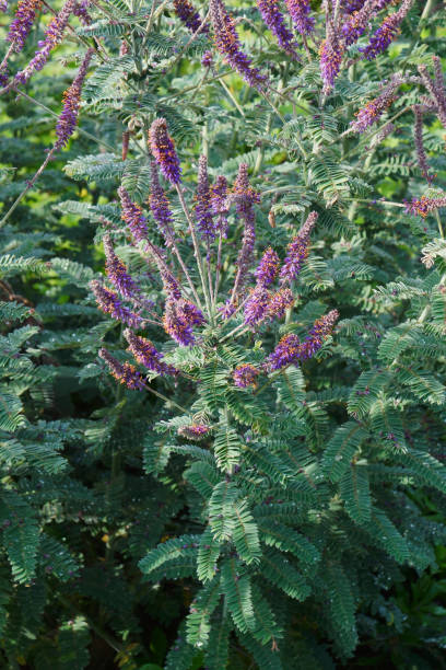 Image of Leadplant in blossom stock photo