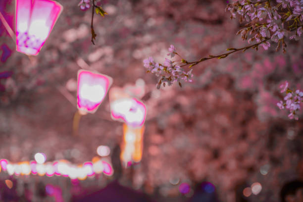 Image of night cherry blossoms and Japan lanterns stock photo