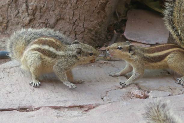 Photo of Image of pair of squabbling Indian palm squirrels, rodent nuisances, fighting over a biscuit crumb in Agra Fort gardens, Uttar Pradesh, India