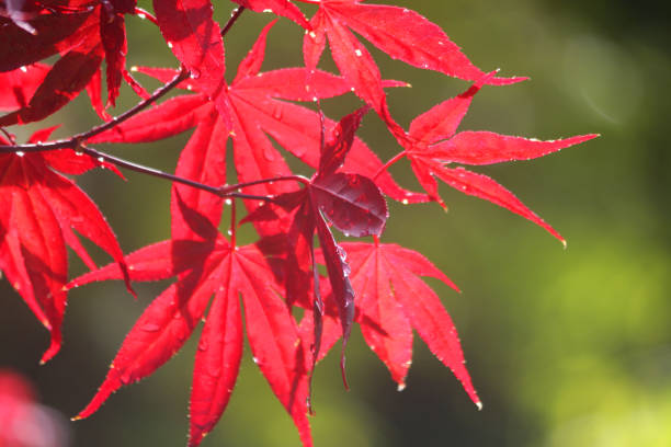 Image of purple red Japanese maples leaves backlit glowing in morning sunshine after rain, water drops of palmate leaf dripping, acer palmatum atropurpureum bloodgood maple bonsai tree leaves in sun growing in oriental Japanese garden wallpaper background Stock photo of bright red Japanese maple growing in bright and sunny house garden along with contrasting green foliage with branches and twigs against the green lush Japanese garden. Maple trees are easy plant and can be grown in plant pots and have lush and bright colour leaves. japanese maple stock pictures, royalty-free photos & images