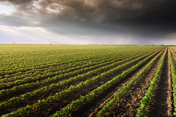Image of rain-laden clouds arriving over a large soy plantation stock photo