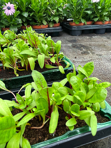 Stock photo showing close-up beetroot plant seedlings planted up in rows of plastic plant troughs.