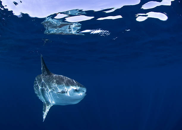 Image of shark underwater swimming stock photo