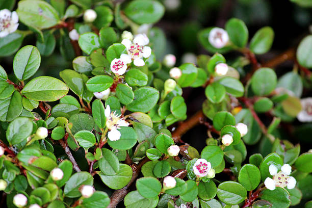 Image of small white cotoneaster flowers, var. dammeri / horizontalis stock photo