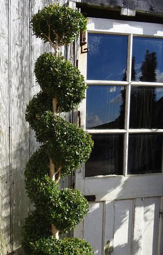 Image Of Specimen Box Buxus Topiary Spiral By Front Door Stock
