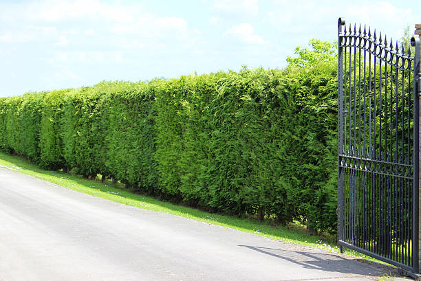 image of tall leyland cypress / cupressus leylandii hedge, driveway, gate - cipres stockfoto's en -beelden
