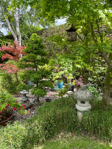 Stock photo showing an overgrown bamboo bush covering a weathered granite Japanese lantern in a domestic garden.